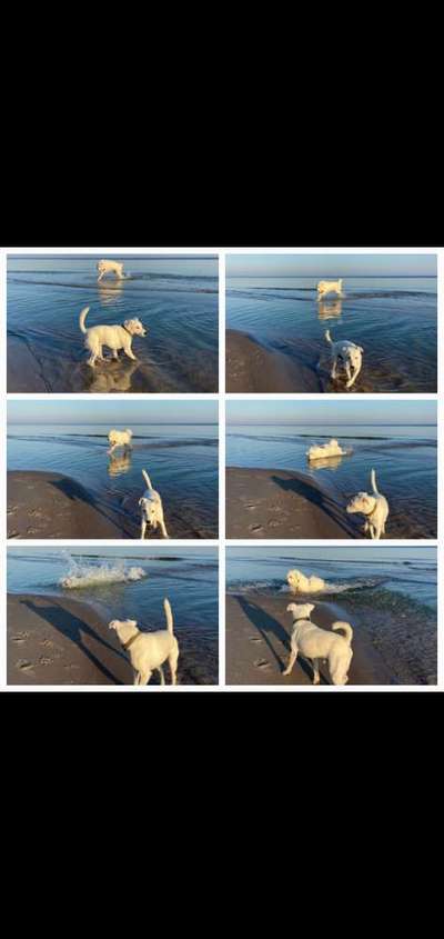 TierschutzhundeStammtisch🐕-Beitrag-Bild