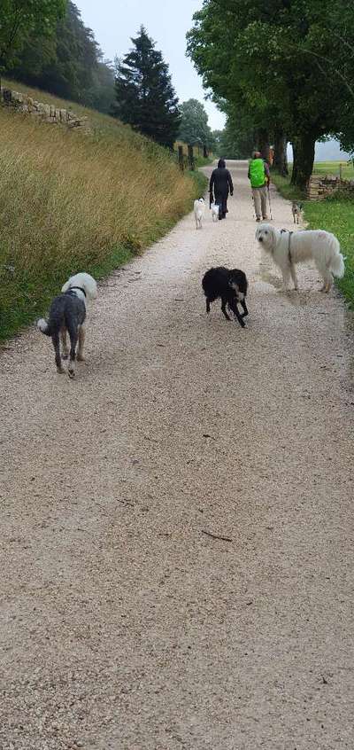 TierschutzhundeStammtisch🐕-Beitrag-Bild