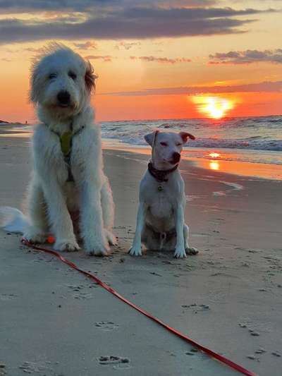 TierschutzhundeStammtisch🐕-Beitrag-Bild