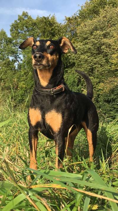 Liebhaber des Deutschen Pinscher gesucht.-Beitrag-Bild