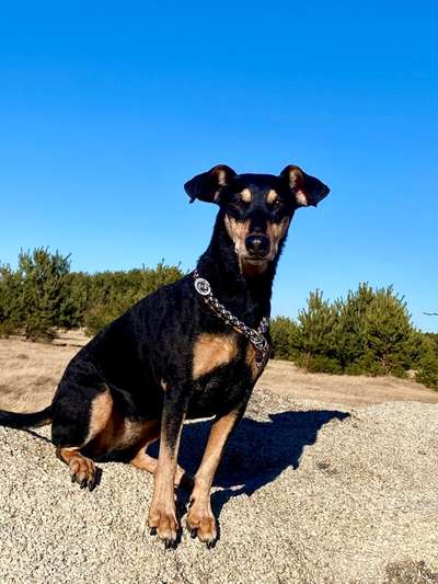 Liebhaber des Deutschen Pinscher gesucht.-Beitrag-Bild