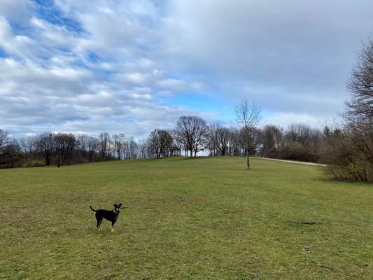 Hundeauslaufgebiet-Sendlinger Park-Bild