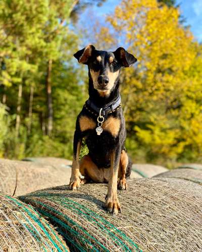 Liebhaber des Deutschen Pinscher gesucht.-Beitrag-Bild