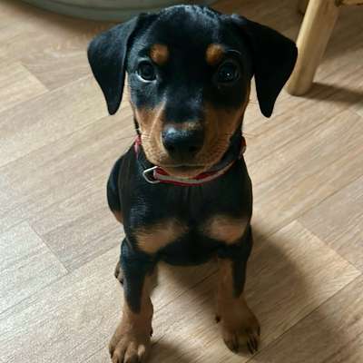 Hundetreffen-Erste kleine Gassirunden & Eingewöhnung🐾☀️-Bild