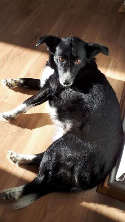 Mischlinge - die beste Rasse die es gibt-Beitrag-Bild