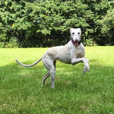 Hundetreffen-Runde um den kl. Bornhorster See-Bild