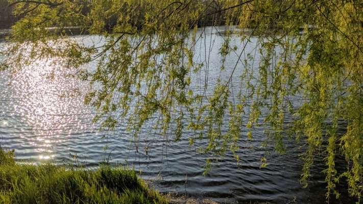 Die wunderschöne Welt mit Hund.-Beitrag-Bild