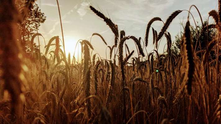 Die wunderschöne Welt mit Hund.-Beitrag-Bild