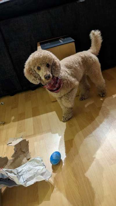 Alles rund um den Pudel-Beitrag-Bild