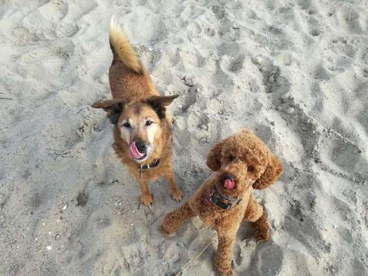 Dein Hund im Dogorama-Kalender 2021-Beitrag-Bild