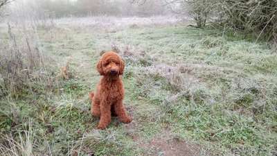 Dein Hund im Dogorama-Kalender 2021-Beitrag-Bild