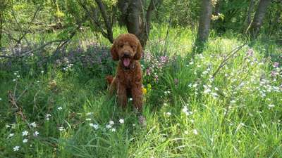 Dein Hund im Dogorama-Kalender 2021-Beitrag-Bild