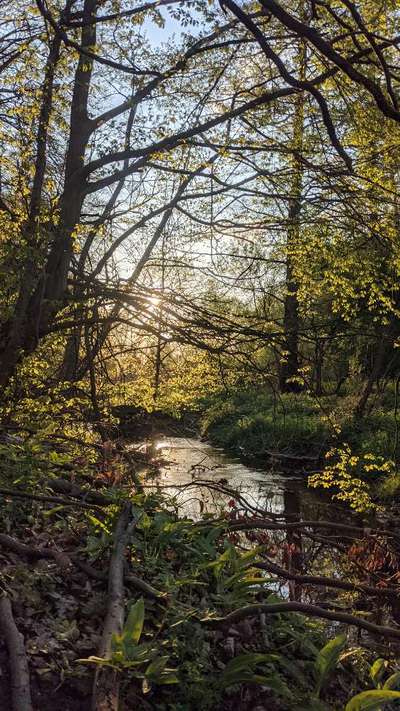 Die wunderschöne Welt mit Hund.-Beitrag-Bild