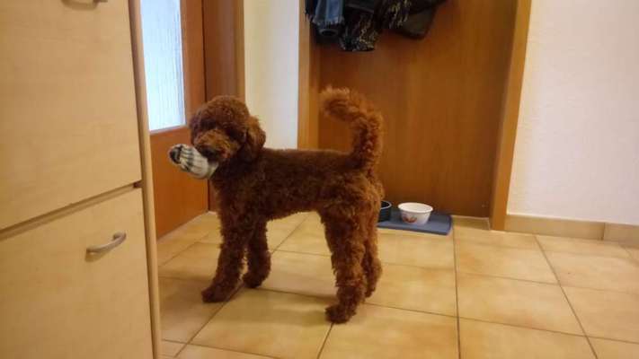 Challenge Nr. 20 - Mein Hund, der Dieb-Beitrag-Bild