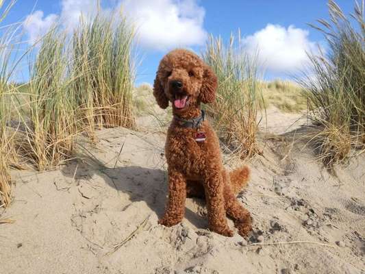 Dein Hund im Dogorama-Kalender 2021-Beitrag-Bild