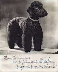 Alles rund um den Pudel-Beitrag-Bild