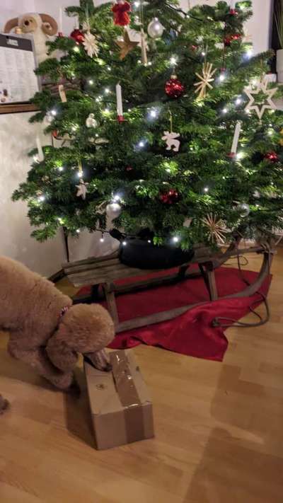 Alles rund um den Pudel-Beitrag-Bild