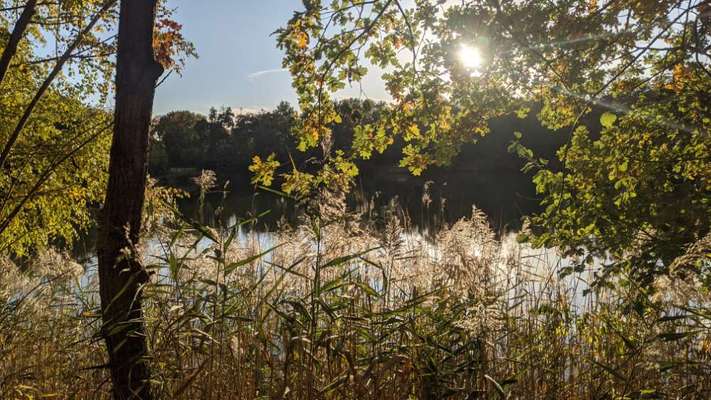 Die wunderschöne Welt mit Hund.-Beitrag-Bild