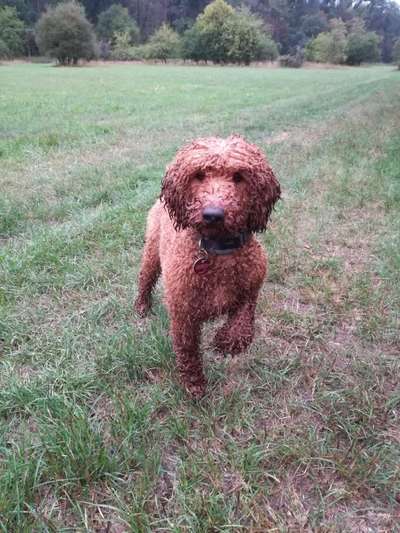 Hund im Regen☔🌬️🌧️-Beitrag-Bild