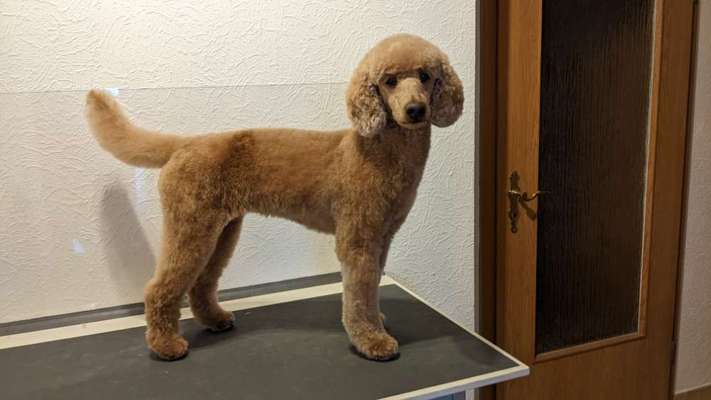 Alles rund um den Pudel-Beitrag-Bild