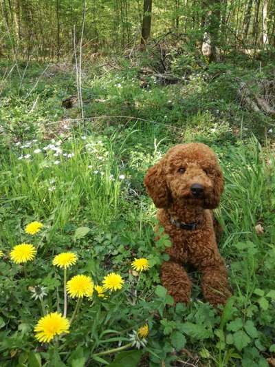 Fotochallenge No. 26                                     Wald und Wiese-Beitrag-Bild