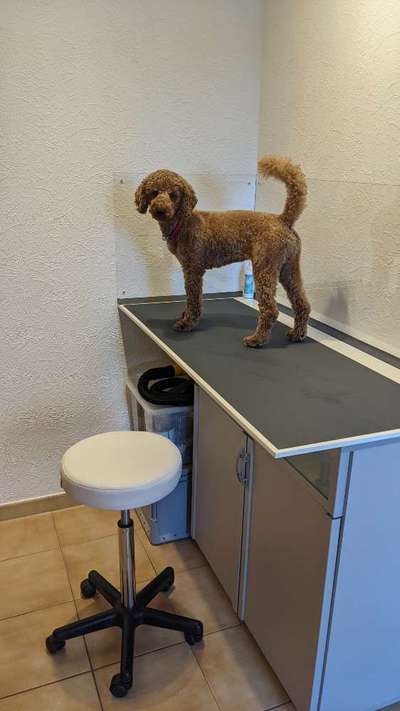 Alles rund um den Pudel-Beitrag-Bild