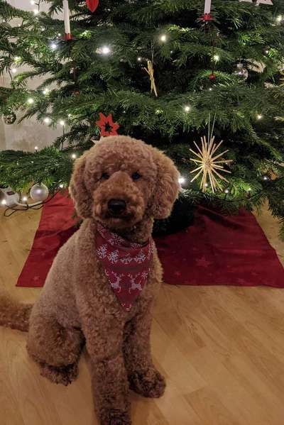 Weihnachtsfoto Aktion!-Beitrag-Bild