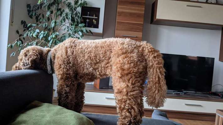 Zeigt uns das 6. Bild von eurem Hund in eurer Galerie-Beitrag-Bild