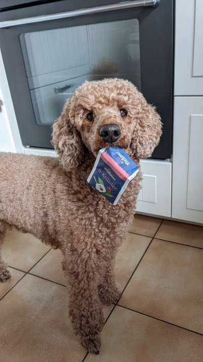 Bild wo euer Hund quatsch macht-Beitrag-Bild