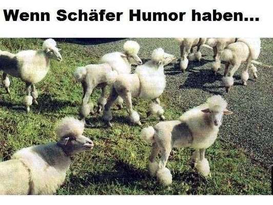 Hunde Memes-Beitrag-Bild