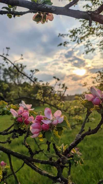 Die wunderschöne Welt mit Hund.-Beitrag-Bild