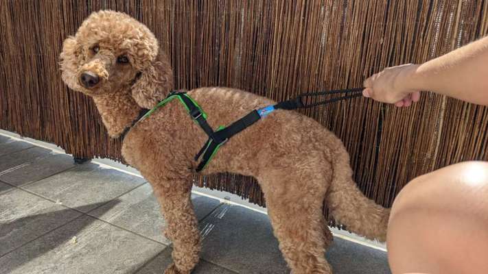 Alles rund um den Pudel-Beitrag-Bild