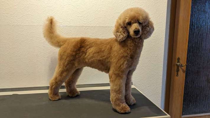 Alles rund um den Pudel-Beitrag-Bild