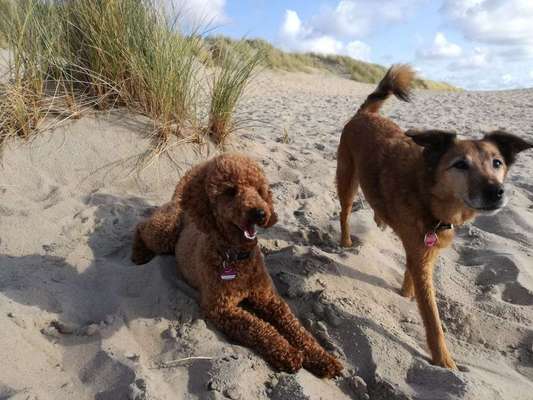 Dein Hund im Dogorama-Kalender 2021-Beitrag-Bild