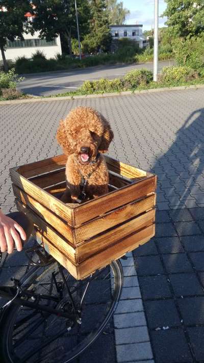 Alles rund um den Pudel-Beitrag-Bild