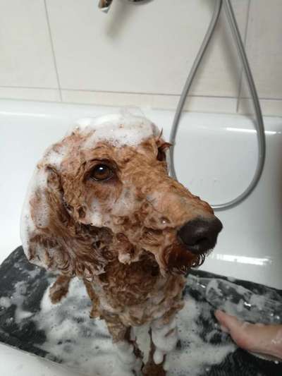 Dogorama-Monats-Challenge-Mai "Wasser"-Beitrag-Bild