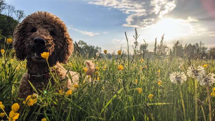 Die Dogorama Kalender Challenge Teil 3/4-Beitrag-Bild