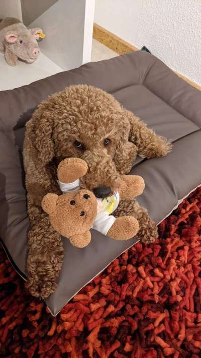 Umfrage zur relativen Schnauzenlänge-Beitrag-Bild