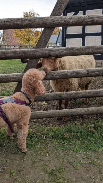 Alles rund um den Pudel-Beitrag-Bild