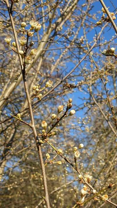 Die wunderschöne Welt mit Hund.-Beitrag-Bild