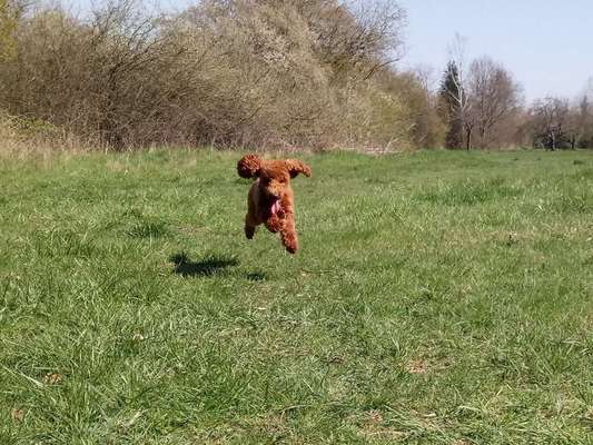 Dein Hund im Dogorama-Kalender 2021-Beitrag-Bild