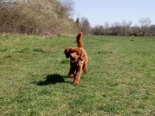 Dein Hund im Dogorama-Kalender 2021-Beitrag-Bild