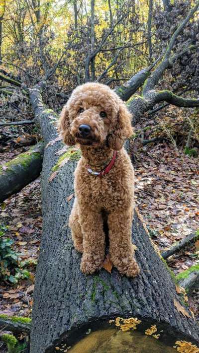 Hund und Beruf-Beitrag-Bild