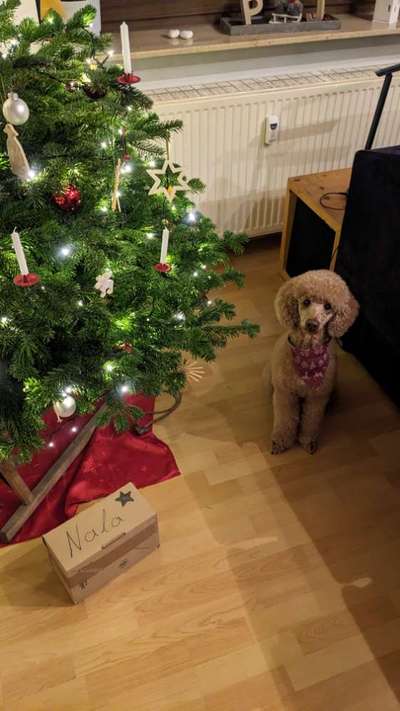 Alles rund um den Pudel-Beitrag-Bild