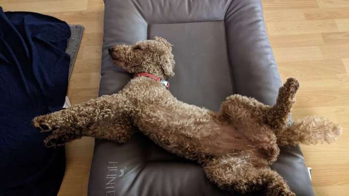 Alles rund um den Pudel-Beitrag-Bild