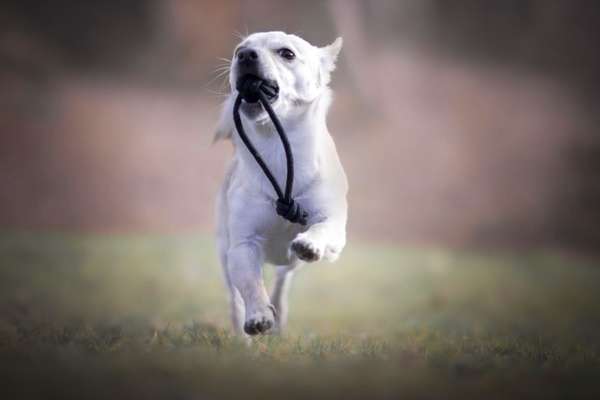 Hundetreffen-Gemeinsame Spaziergänge-Bild