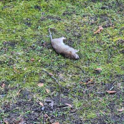 Giftköder-Giftköder & tote Ratte-Bild