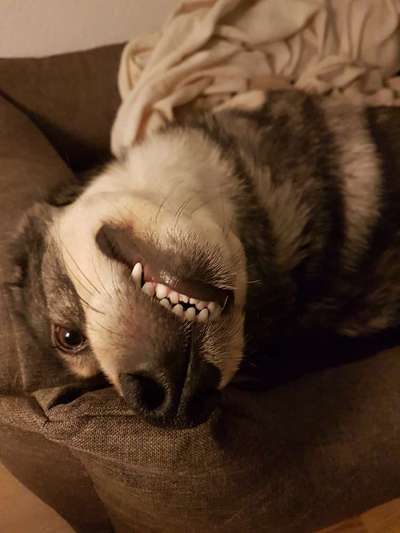 Fotochallange Nr. 6 Die irrsten Blicke-Beitrag-Bild