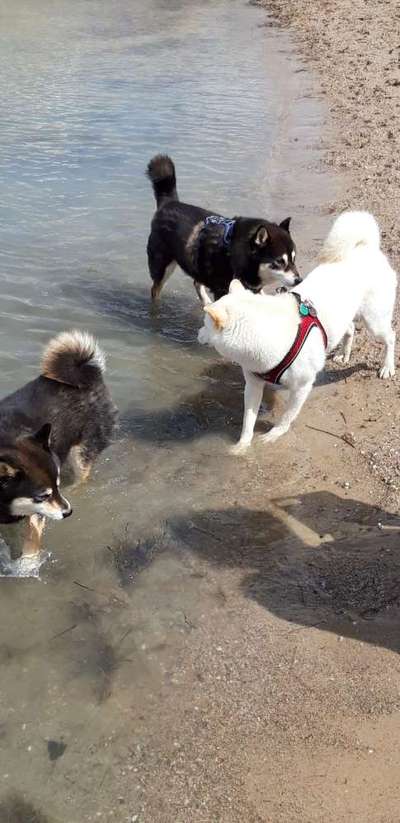 Dogorama-Monats-Challenge-Mai "Wasser"-Beitrag-Bild