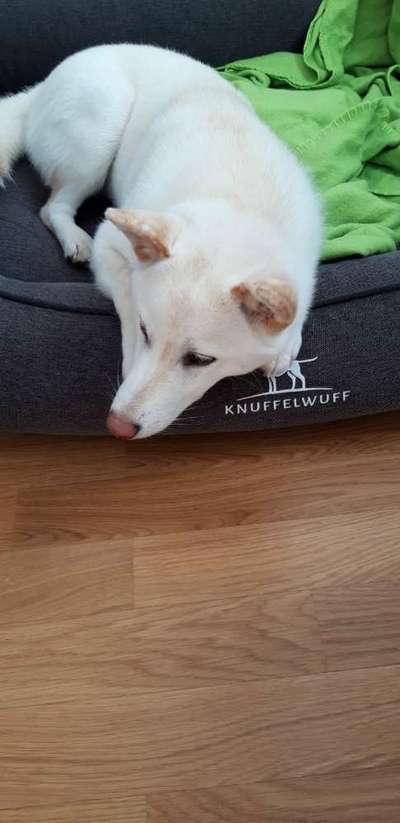 Körbchen / Hundebett-Beitrag-Bild